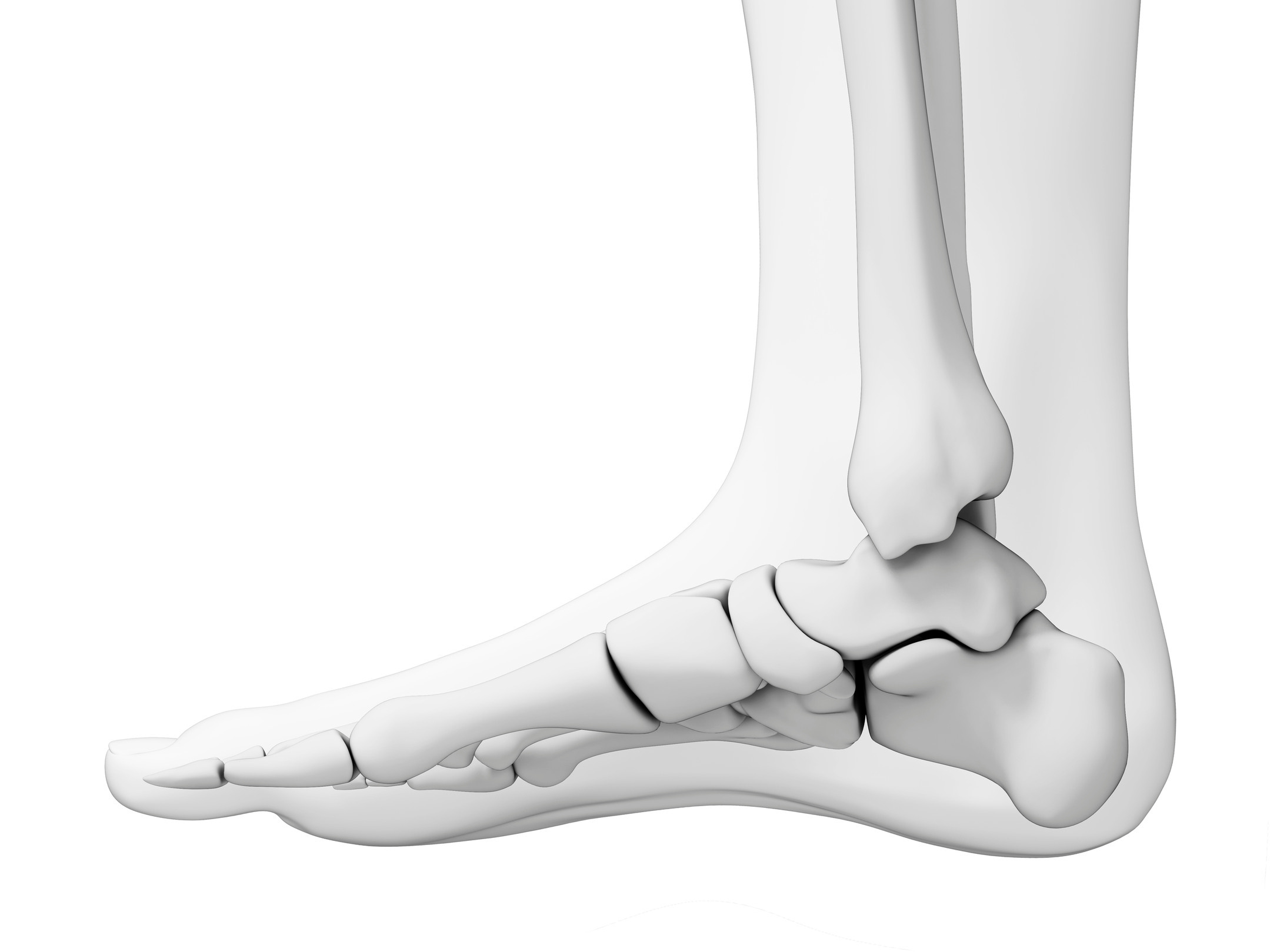 "Human foot bones